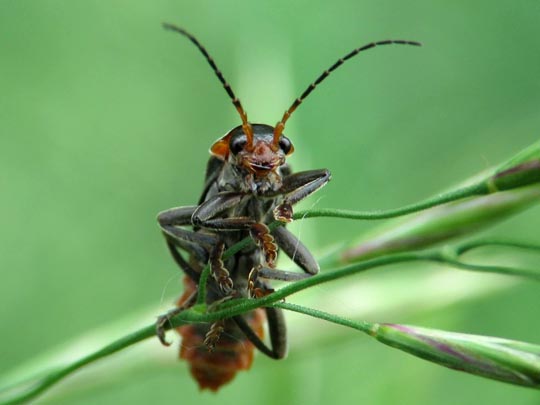 Cantharis fusca, Gemeiner Weichkäfer
