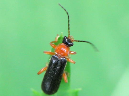 Cantharis thoracica