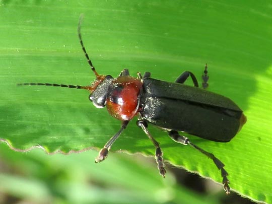 Cantharis fusca, Gemeiner Weichkäfer