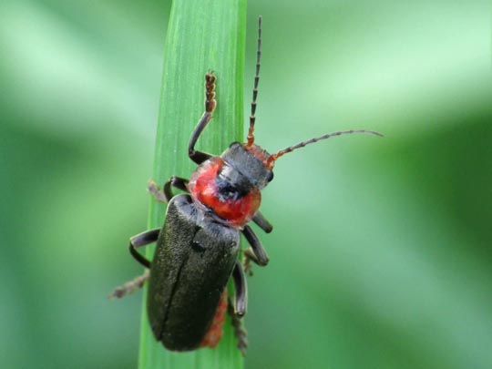 Cantharis fusca, Gemeiner Weichkäfer