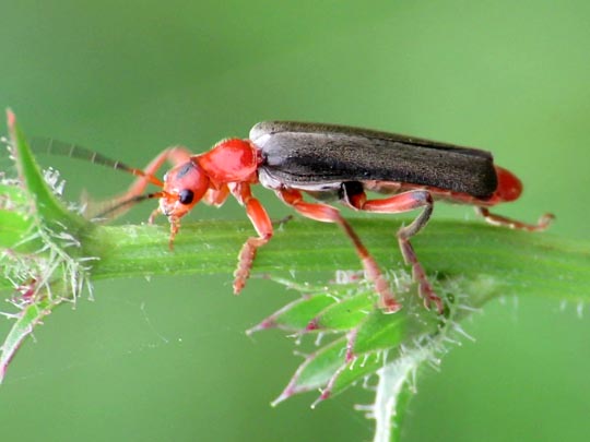 Cantharis livida