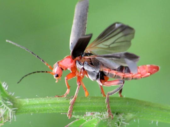 Cantharis livida