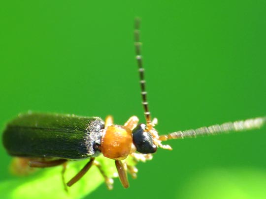Cantharis