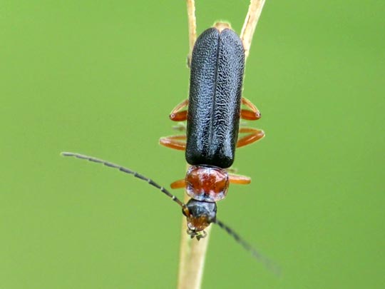 Cantharis fulvicollis