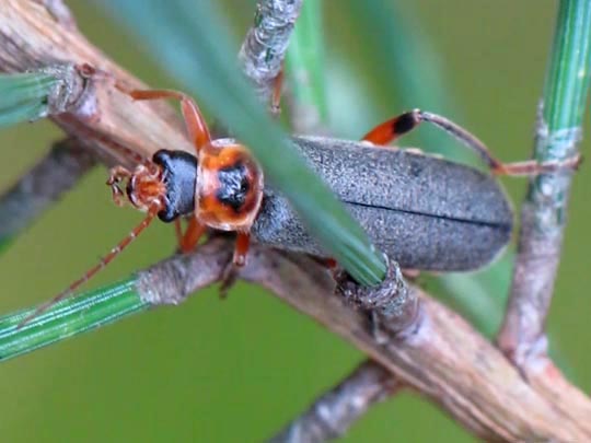 Cantharis nigricans