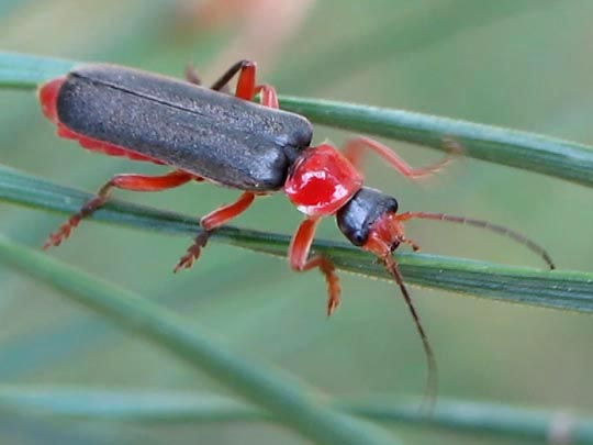 Cantharis pellucida