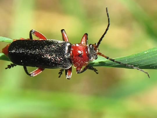 Cantharis rustica