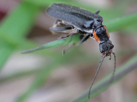 Dunkler Fliegenkäfer, Cantharis obscura