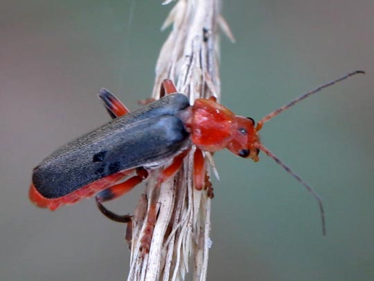 Weichkäfer, Cantharis livida