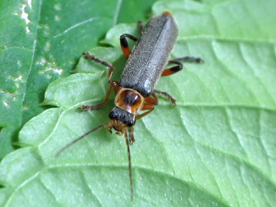 Cantharis nigricans