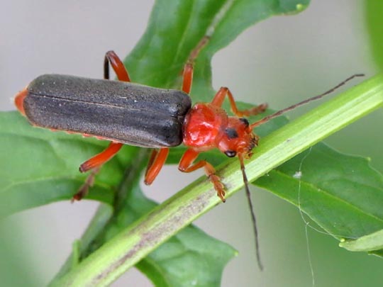 Weichkäfer, Cantharis livida