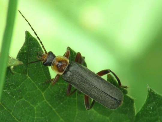 Cantharis nigricans