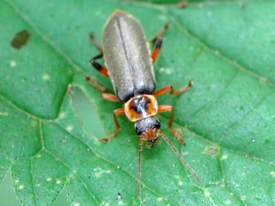 Cantharis nigricans