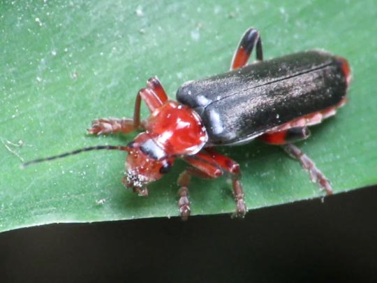 Cantharis livida