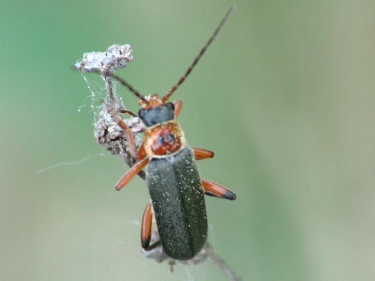 Cantharis nigricans