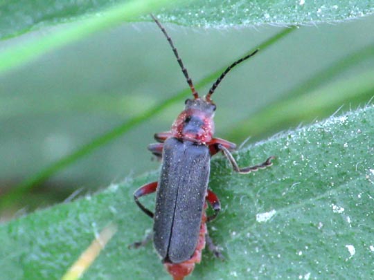 Cantharis rustica