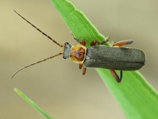 Cantharis nigricans