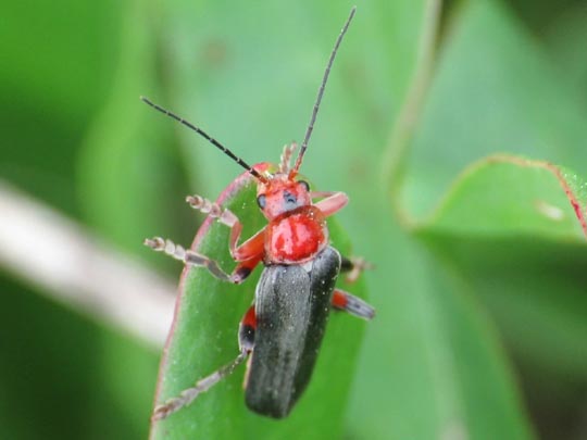 Cantharis livida