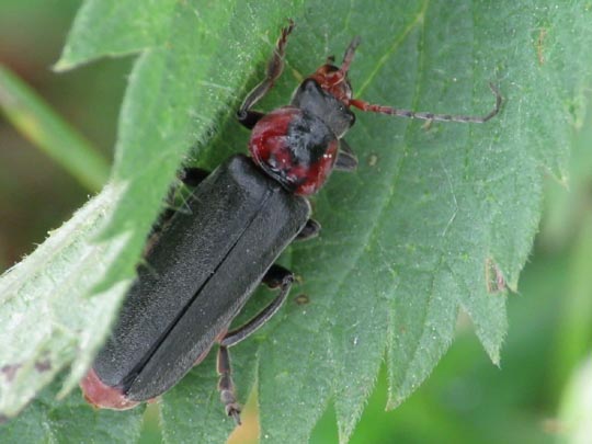 Cantharis fusca, Gemeiner Weichkäfer