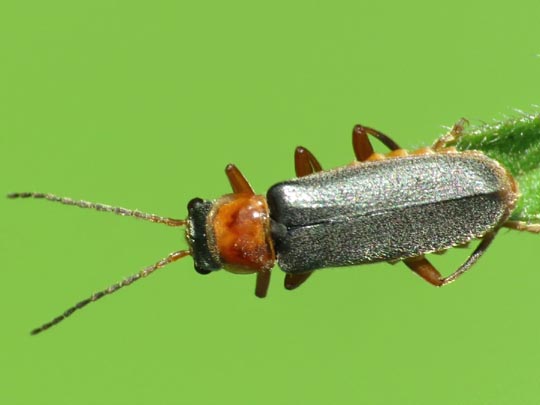 Cantharis lateralis