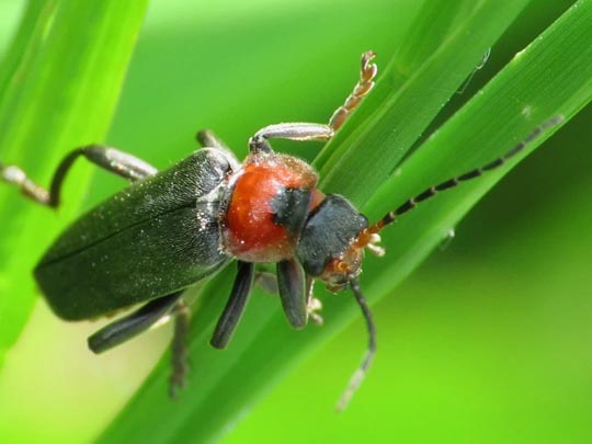 Cantharis fusca, Gemeiner Weichkäfer