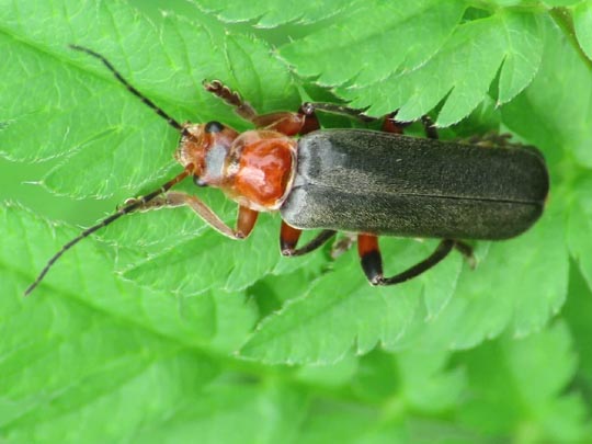 Cantharis livida