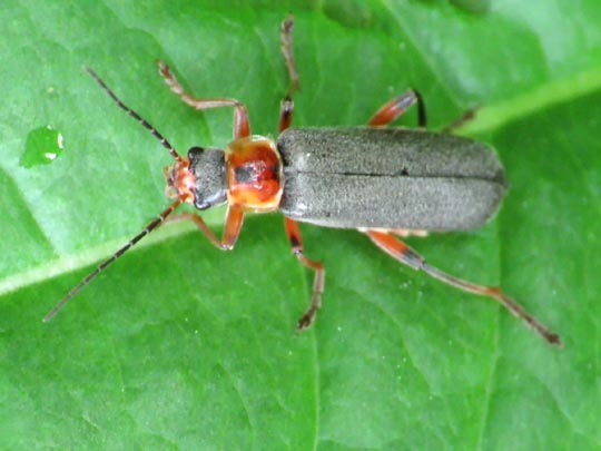 Cantharis nigricans