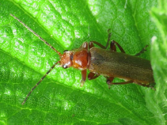 Cantharis cryptica