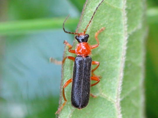 Cantharis thoracica