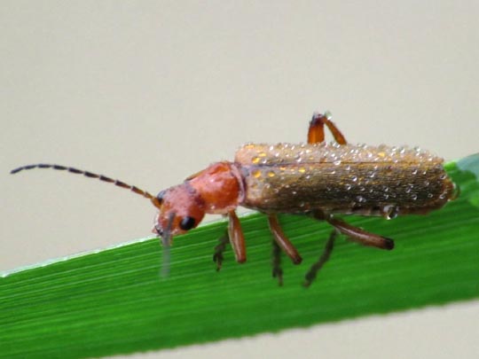 Cantharis cryptica