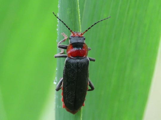 Cantharis fusca, Gemeiner Weichkäfer