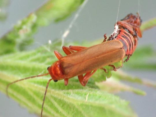 Cantharis rufa