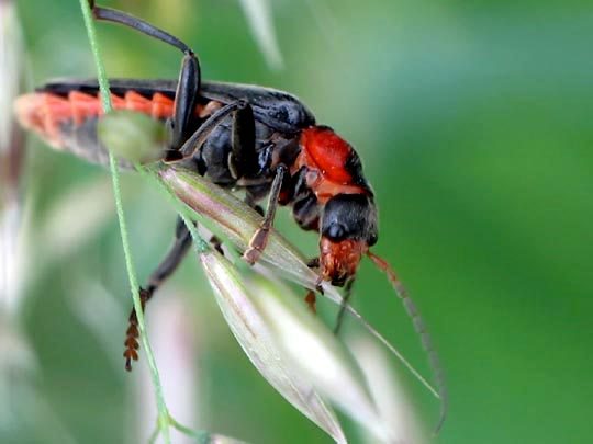 Cantharis fusca, Gemeiner Weichkäfer