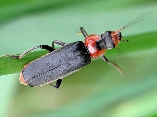 Cantharis fusca, Gemeiner Weichkäfer