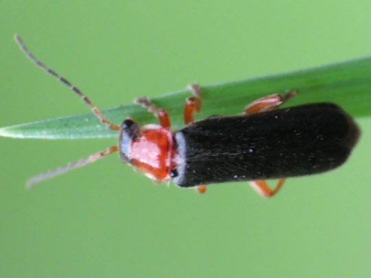 Cantharis thoracica