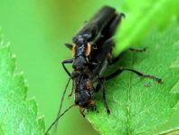 Dunkler Fliegenkäfer, Cantharis obscura