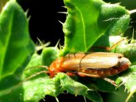 Cantharis rufa