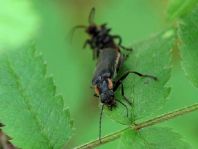 Dunkler Fliegenkäfer, Cantharis obscura