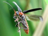 Cantharis fusca, Gemeiner Weichkäfer