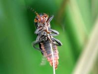 Cantharis fusca, Gemeiner Weichkäfer