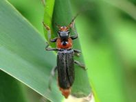 Cantharis fusca, Gemeiner Weichkäfer