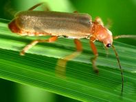 Cantharis rufa