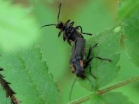 Dunkler Fliegenkäfer, Cantharis obscura