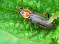 Cantharis nigricans