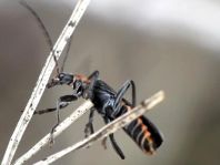 Dunkler Fliegenkäfer, Cantharis obscura