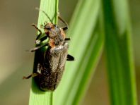Cantharis