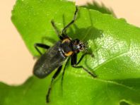 Dunkler Fliegenkäfer, Cantharis obscura