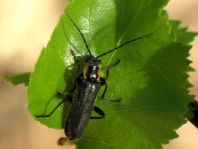 Dunkler Fliegenkäfer, Cantharis obscura