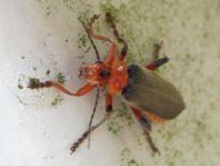Weichkäfer, Cantharis livida