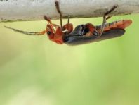 Weichkäfer, Cantharis livida